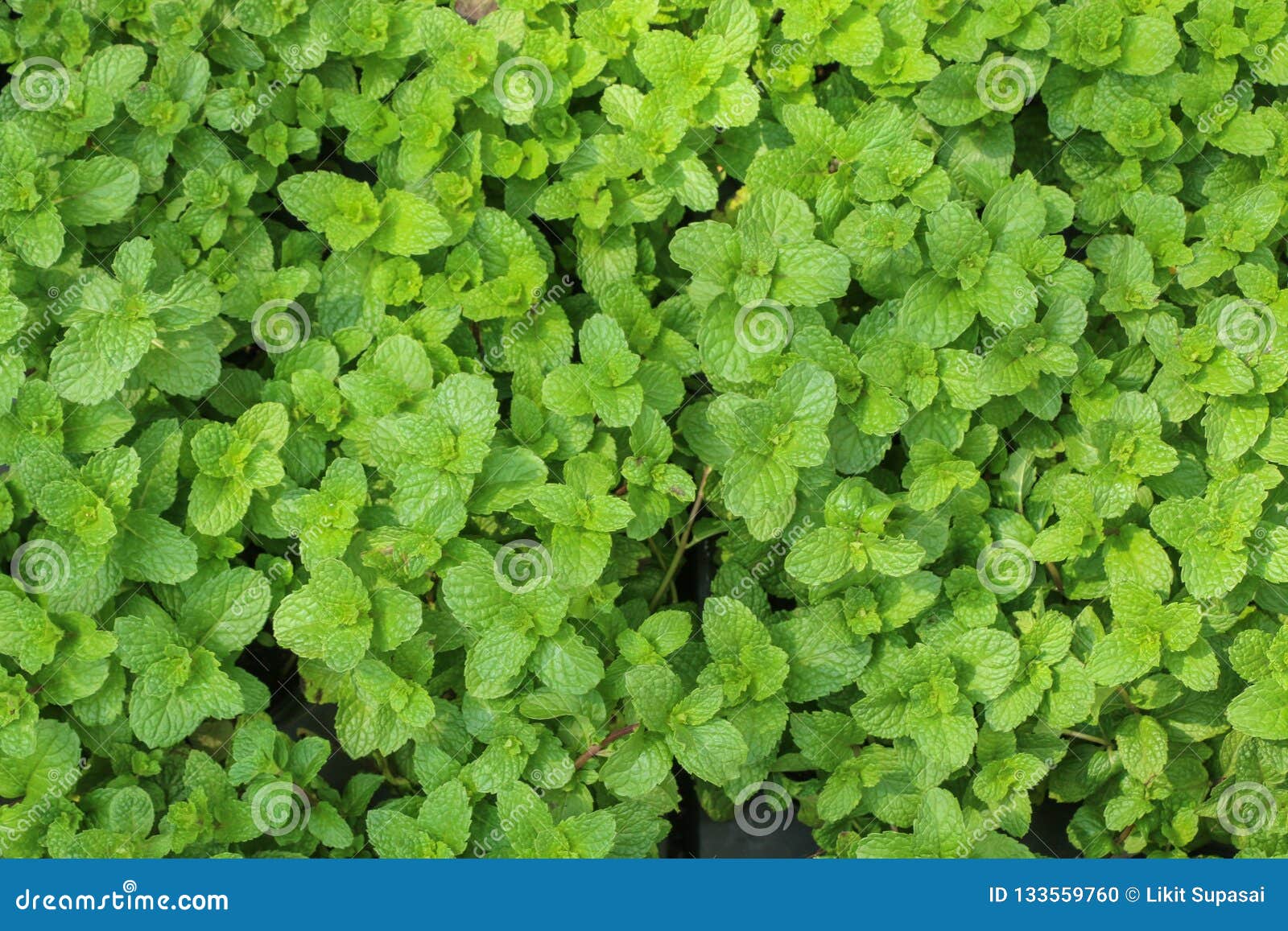 Kitchen Mint in Farm at Thailand Stock Photo Image of garden, aroma