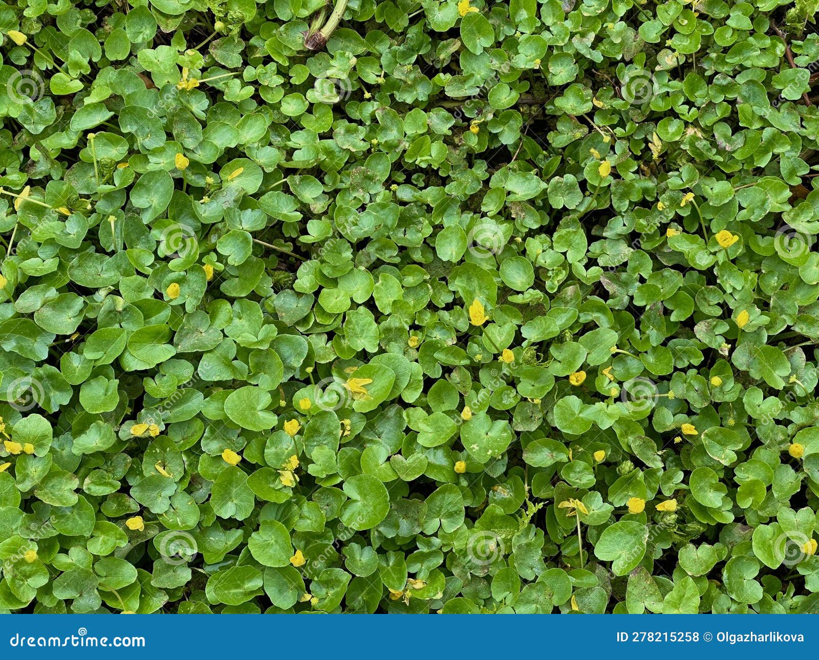 Kitchen Mint, Fresh Mint Leaf Background Closeup Stock Photo Image of