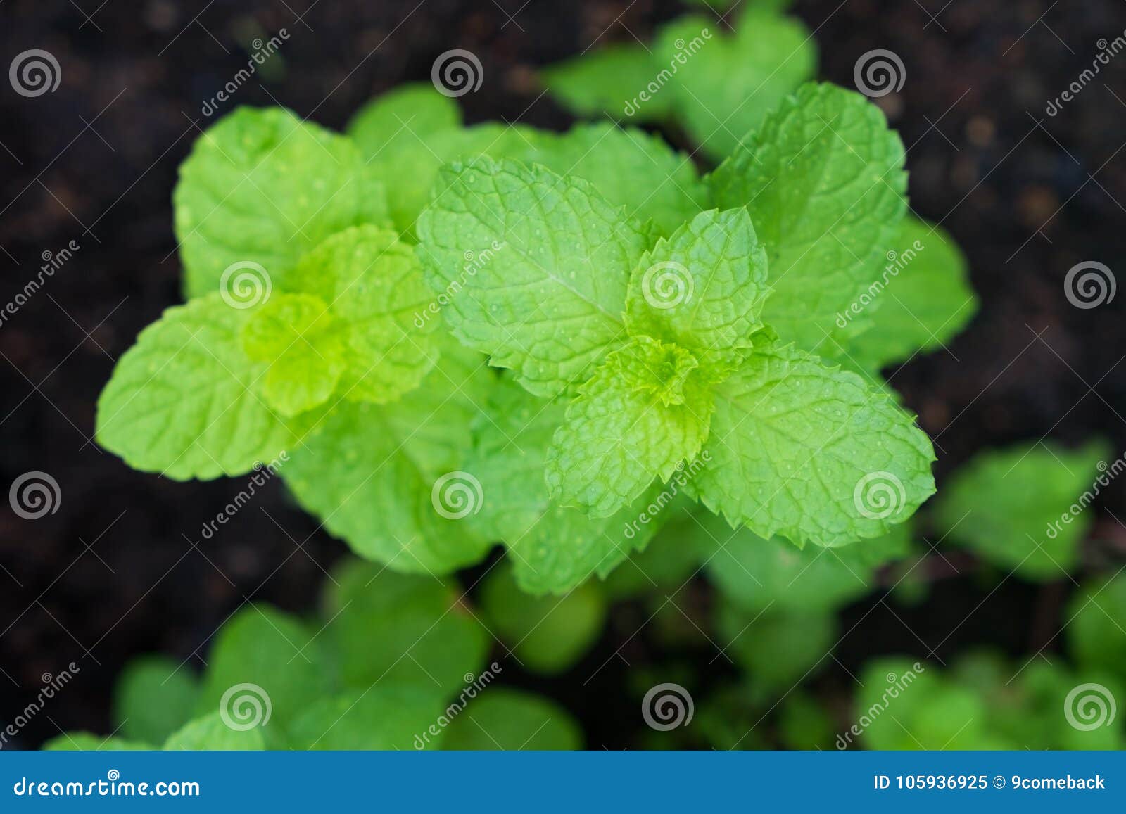 Kitchen Mint stock image. Image of nature, peppermint 105936925