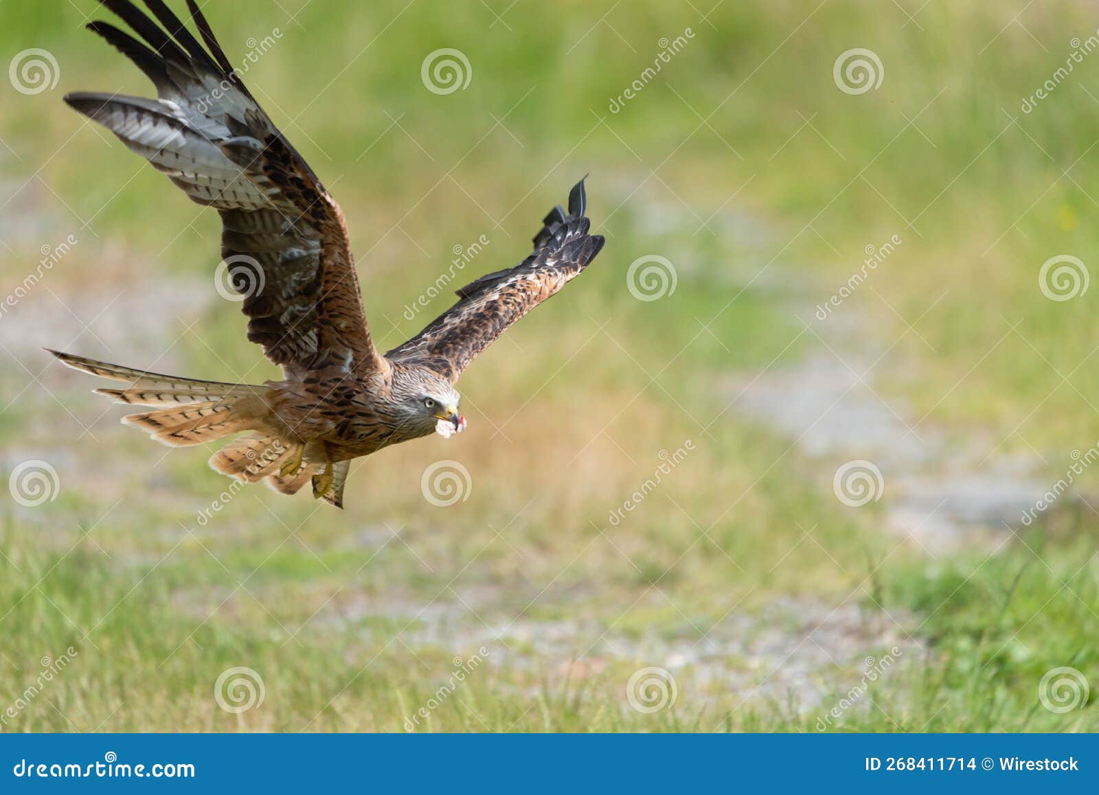 Kite bird during flight stock photo. Image of standing 268411714