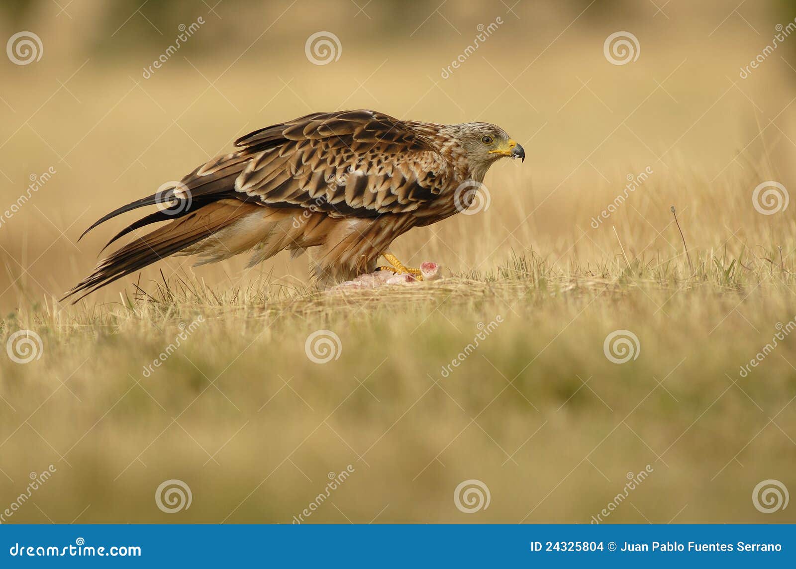 A kite eating stock photo. Image of animal, feather, natural 24325804