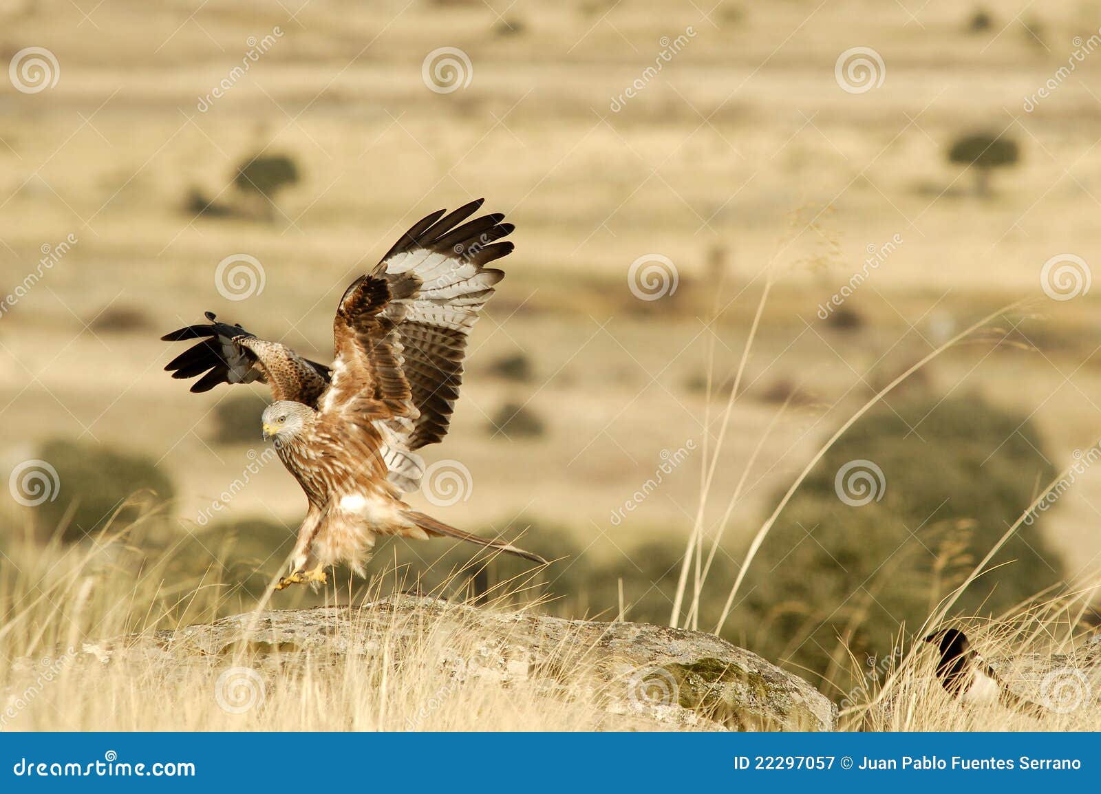 Kite landing stock image. Image of natural, wings, animal 22297057