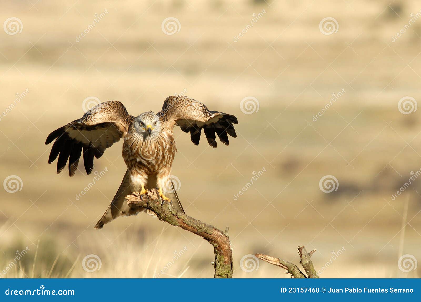 Kite landing with wings stock photo. Image of animal 23157460