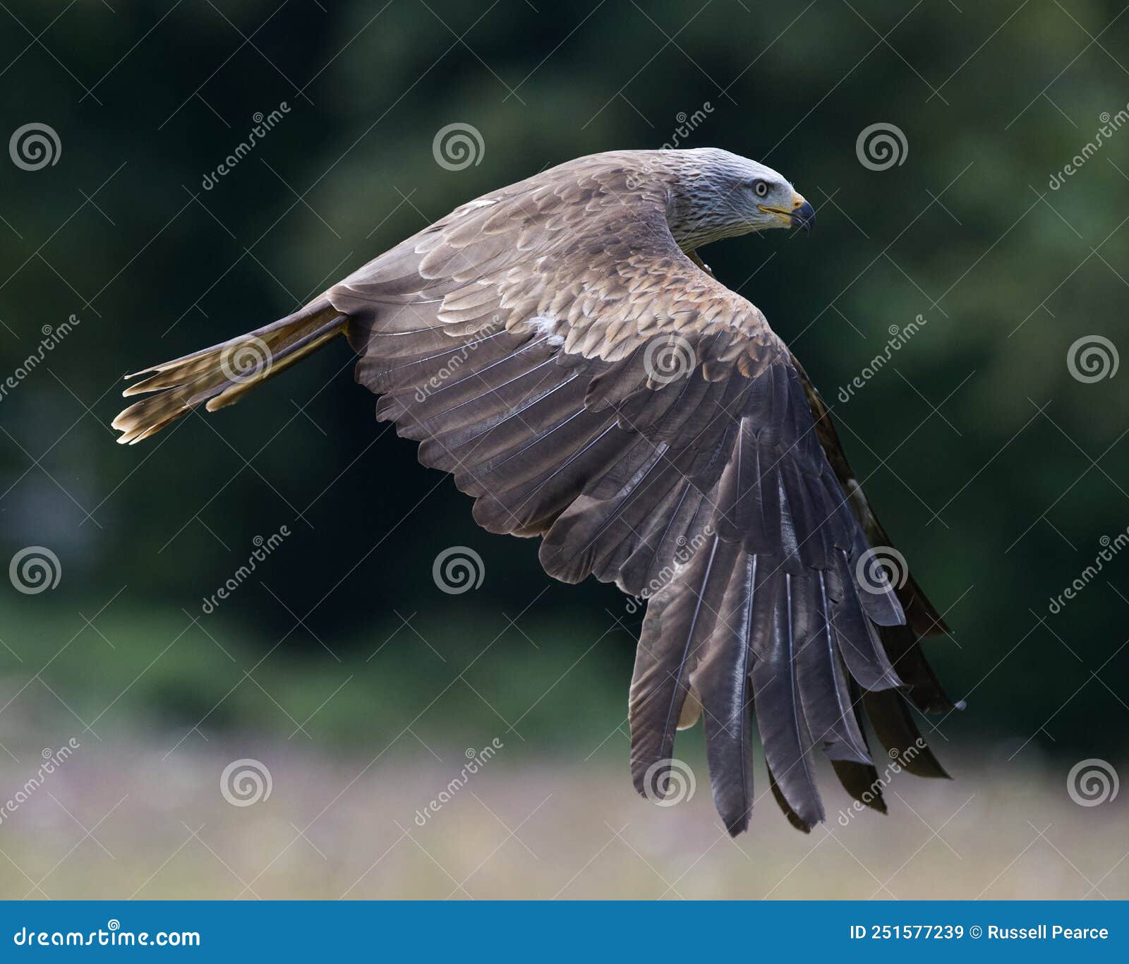 Kite Raptor Bird Flying Over a Meadow Stock Image Image of hunter
