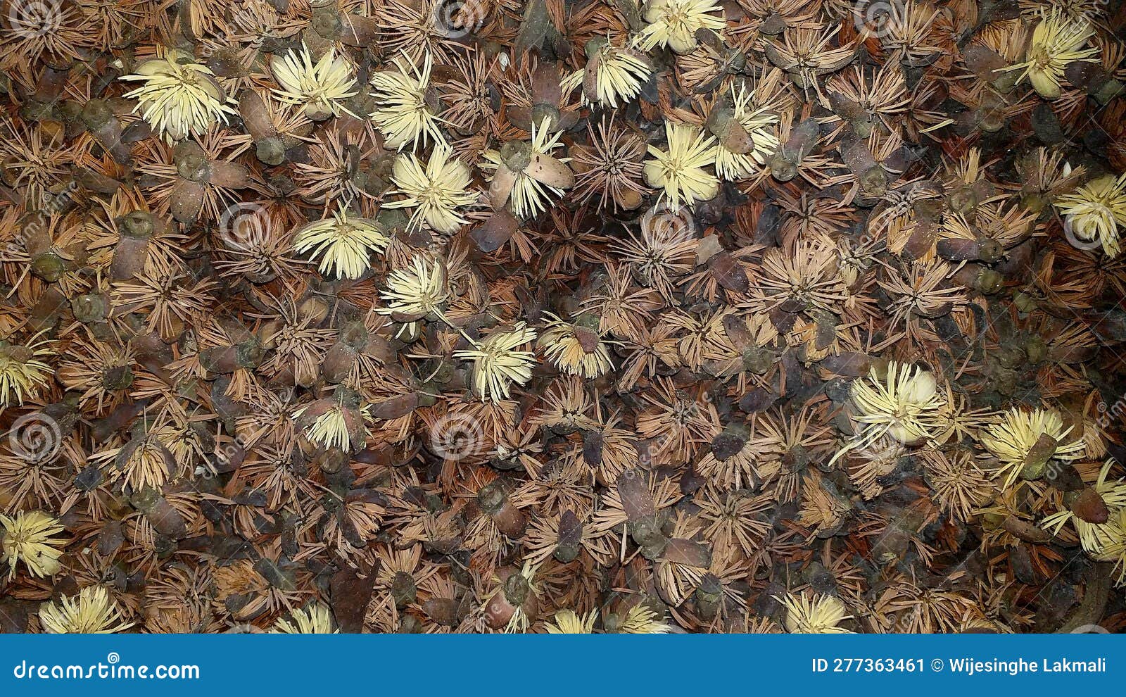 kithul mal, jaggery flowers in sri lanka