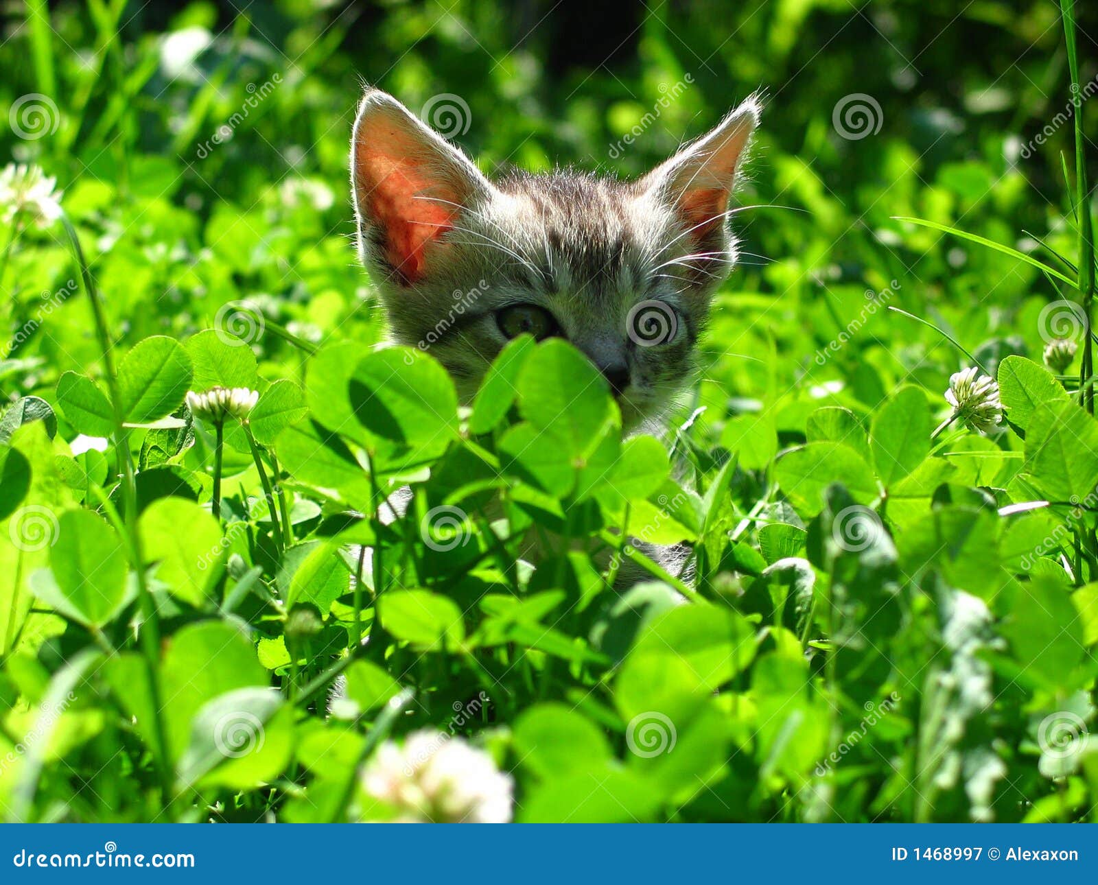 Kitten stock image. Image of curious, green, grey, cute 1468997