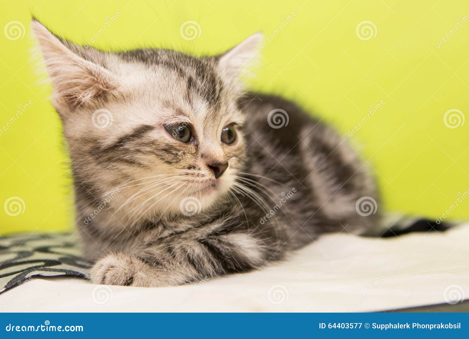 Kitten alone stock image. Image of alone, eyes, portrait 64403577