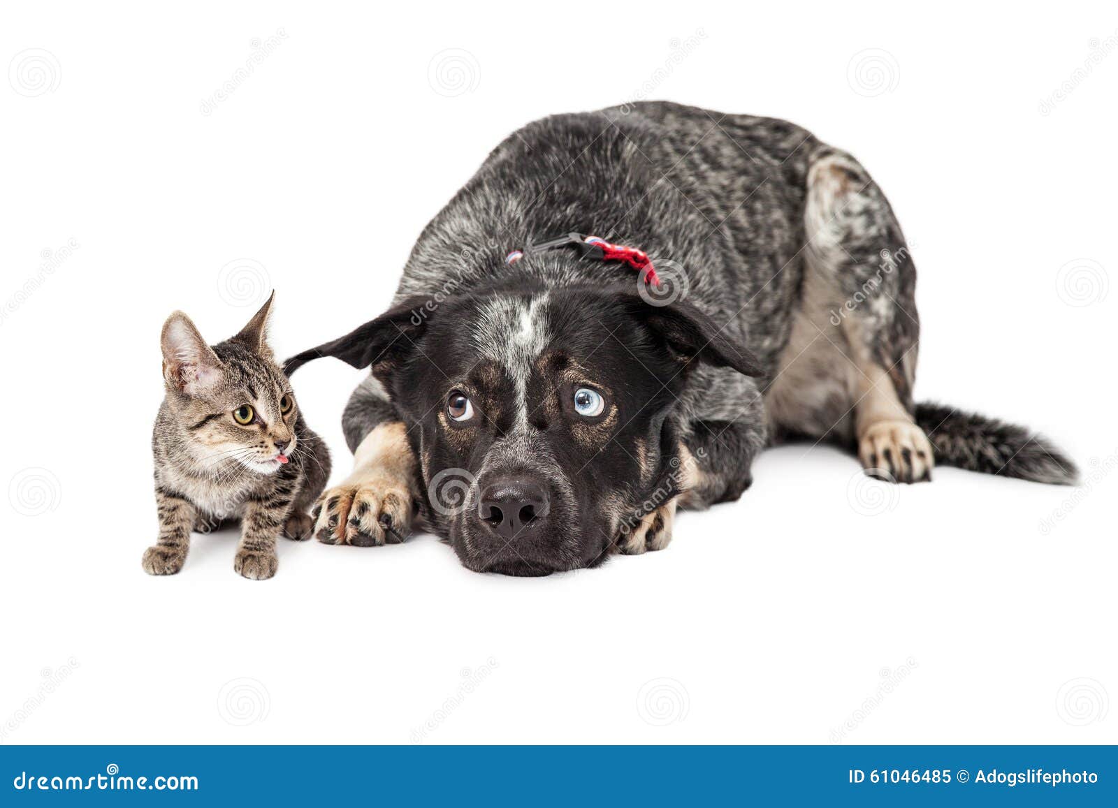 Kitten Annoying Patient Dog. De grote geduldige hond die van de herderskruising naast een klein katje bepalen dat hem ergert