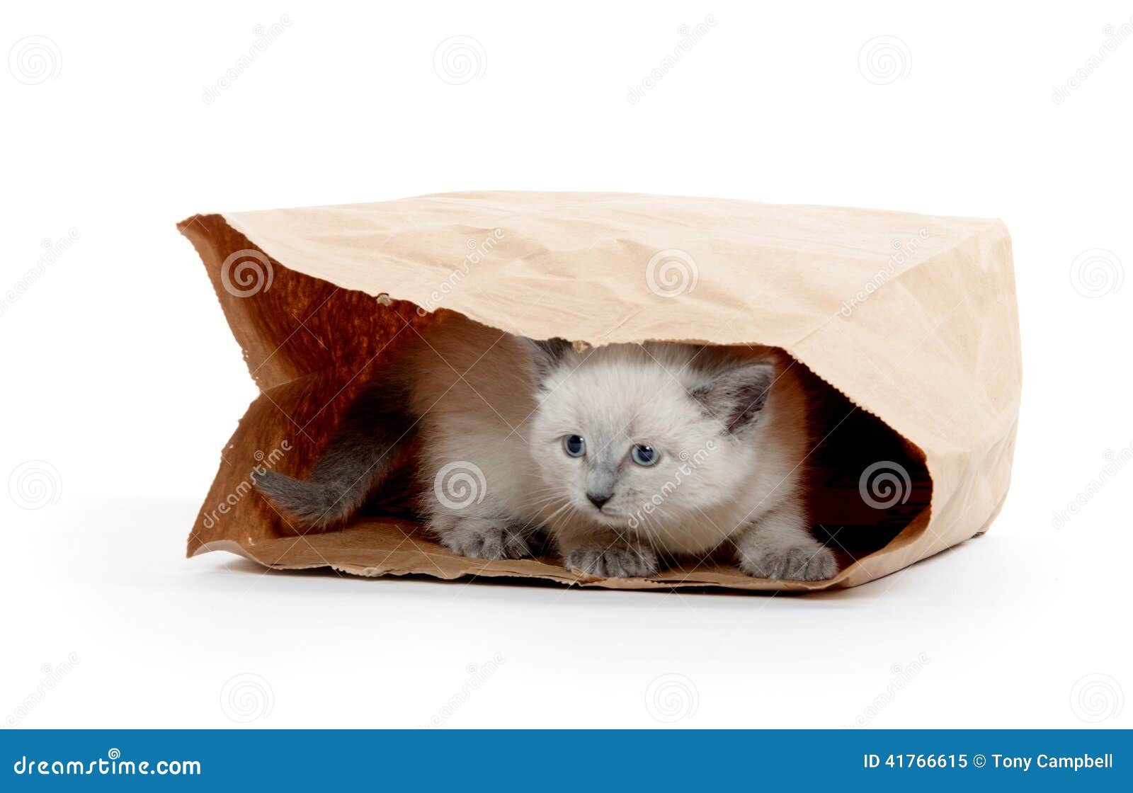 Kitten in a bag stock image. Image of background, feline 41766615