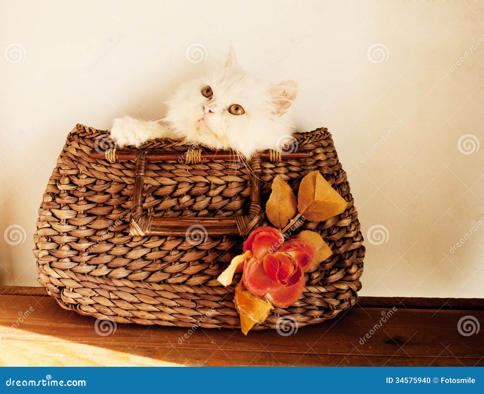 Kitten in a bag stock photo. Image of kitten, isolated 34575940