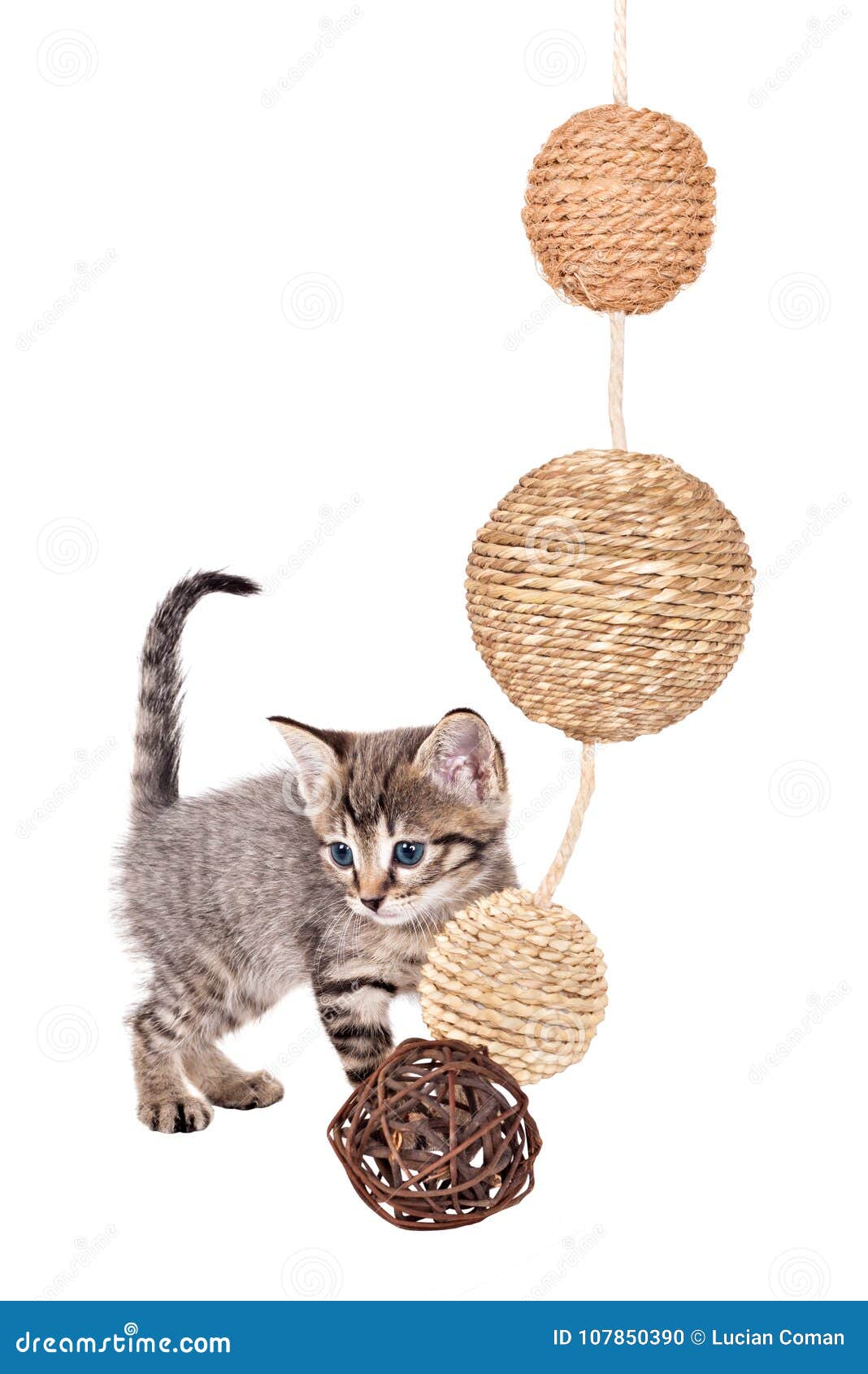 Kitten with balls stock photo. Image of grabbing, baby 107850390