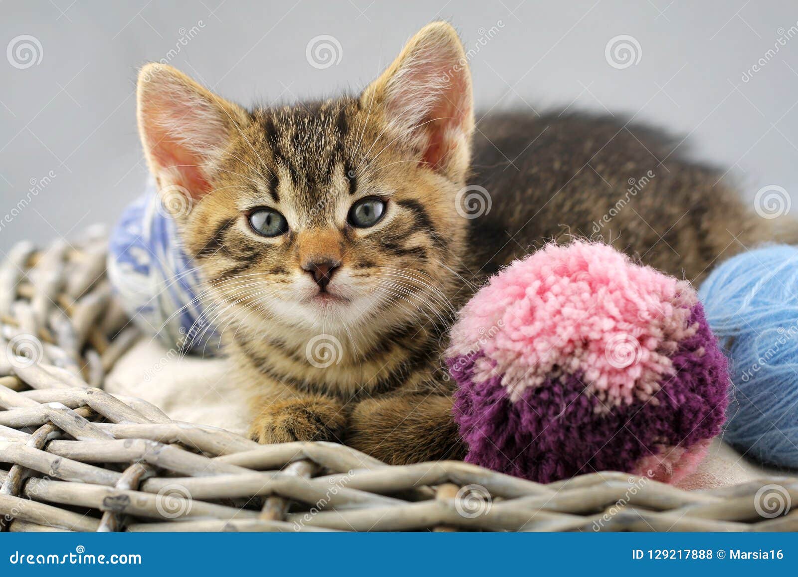Kitten with a Balls of Yarn Stock Photo Image of indoor, healthy
