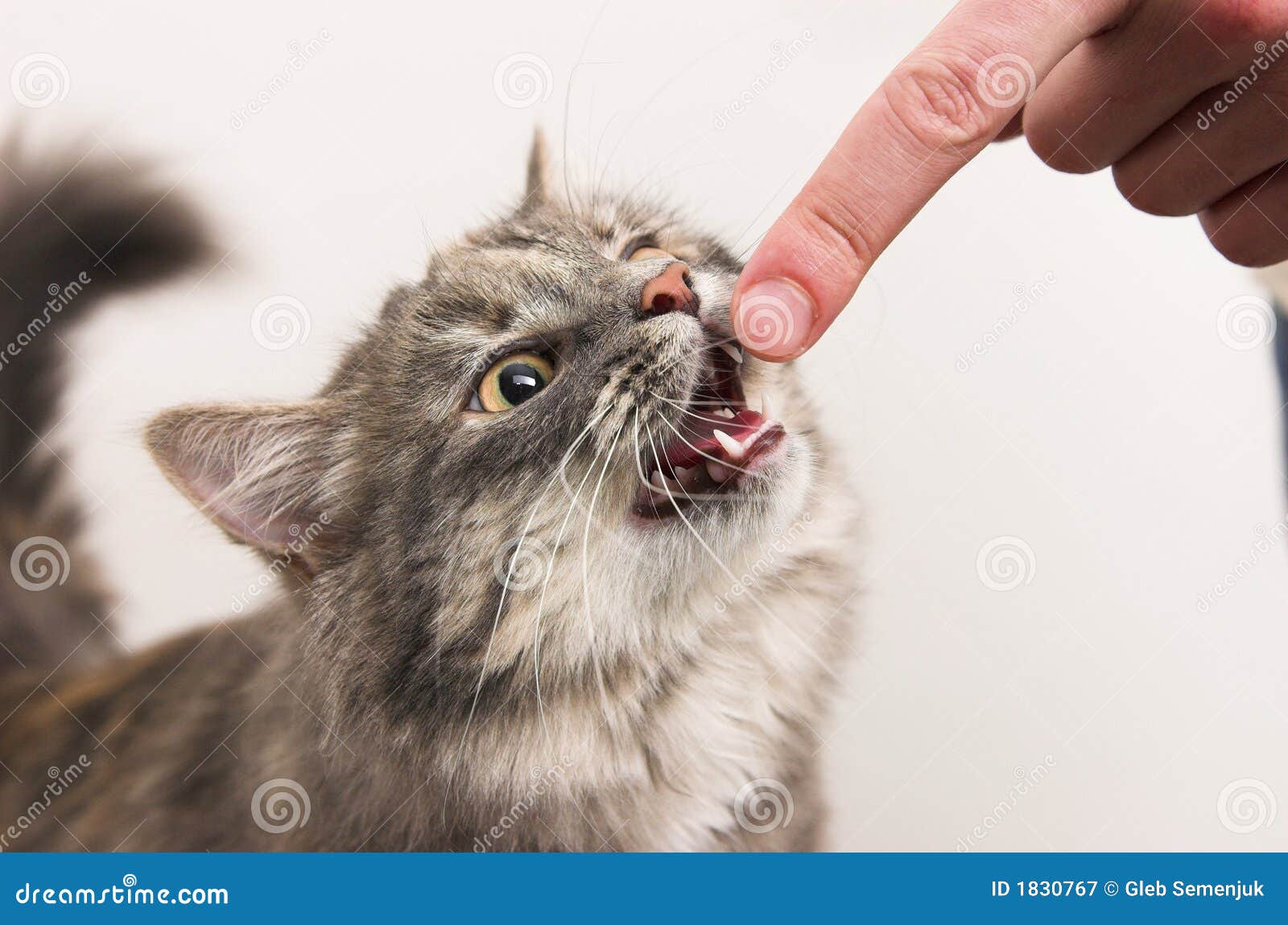 Kitten Biting A Finger Stock Image Image Of Wound Hand 1830767