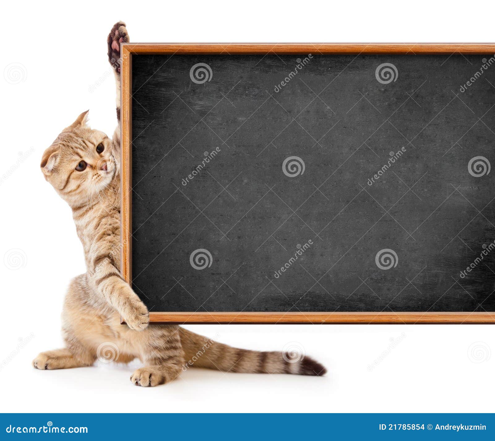 Kitten with Blackboard for Your Text Stock Photo Image of chalkboard