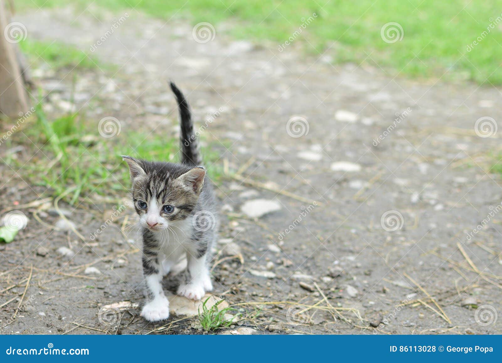 Kitten with Blue Eyes Walking on a Trail Stock Photo Image of nature