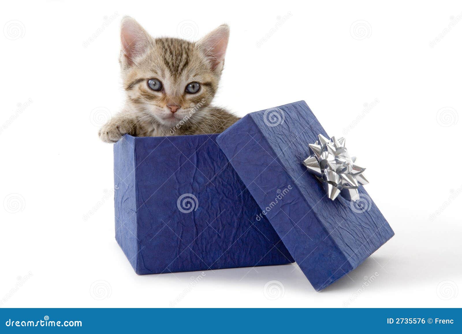 Kitten in a blue gift box stock photo. Image of eyes, happy 2735576