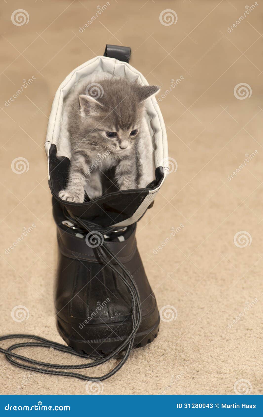 Kitten in boot stock image. Image of animal, boot, feline 31280943
