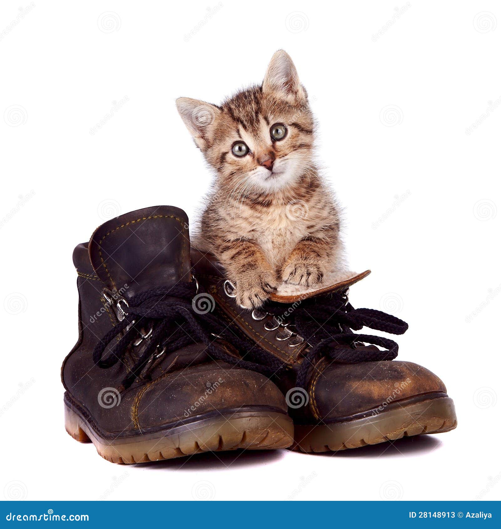 Kitten and boots stock image. Image of kitten, bizarre - 28148913