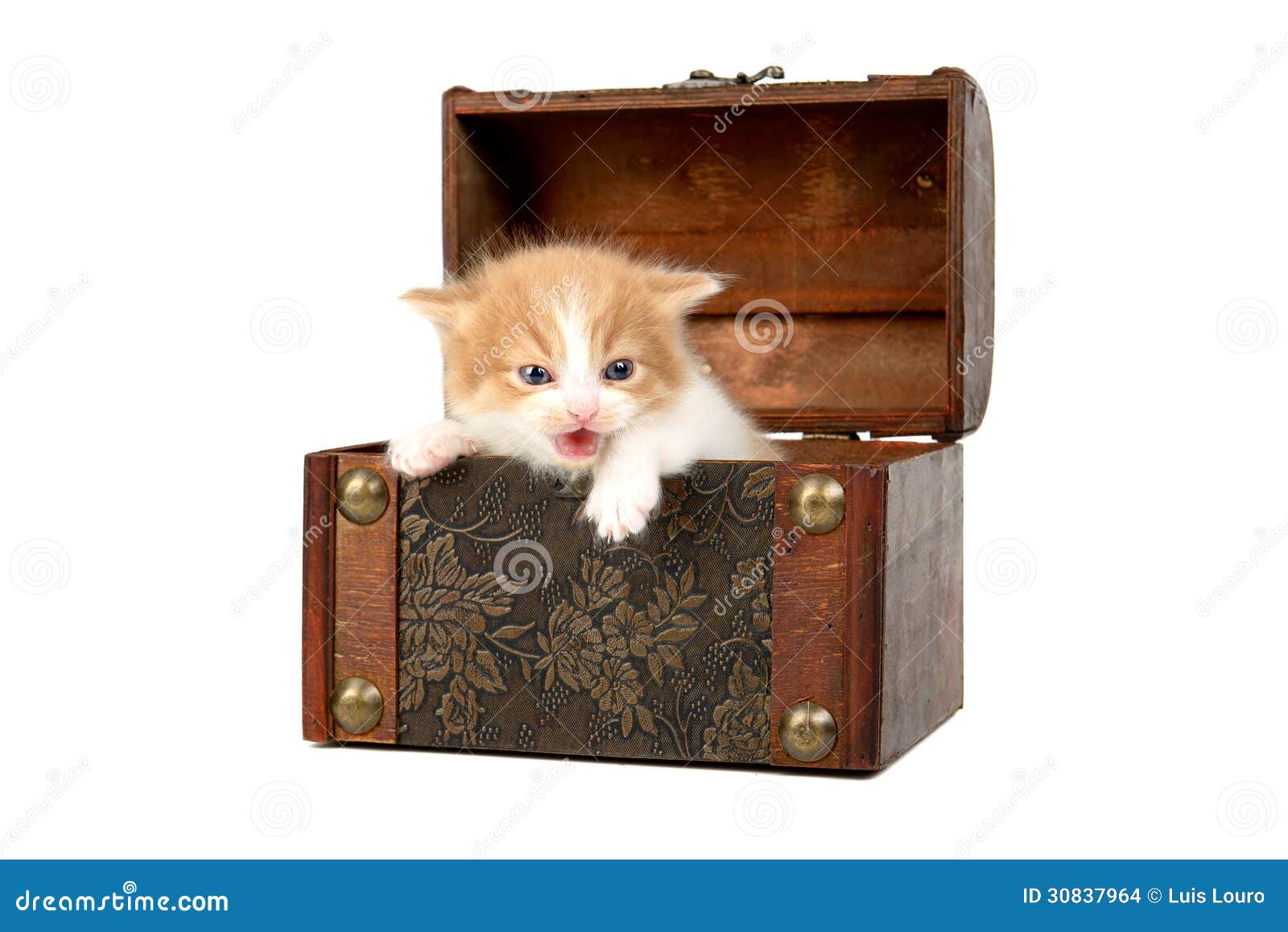 Kitten in a box. Baby kitten inside a wooden box isolated in white