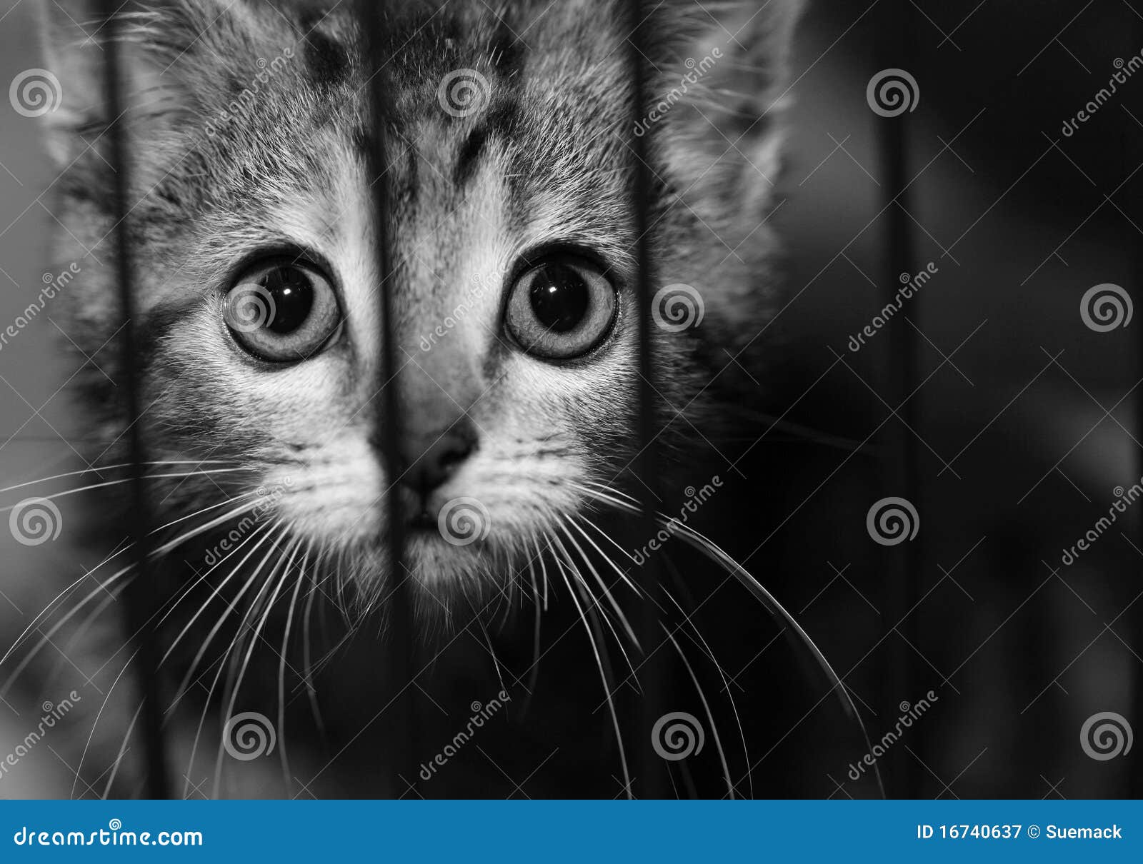 Kitten in a cage stock image. Image of confined, eyes 16740637