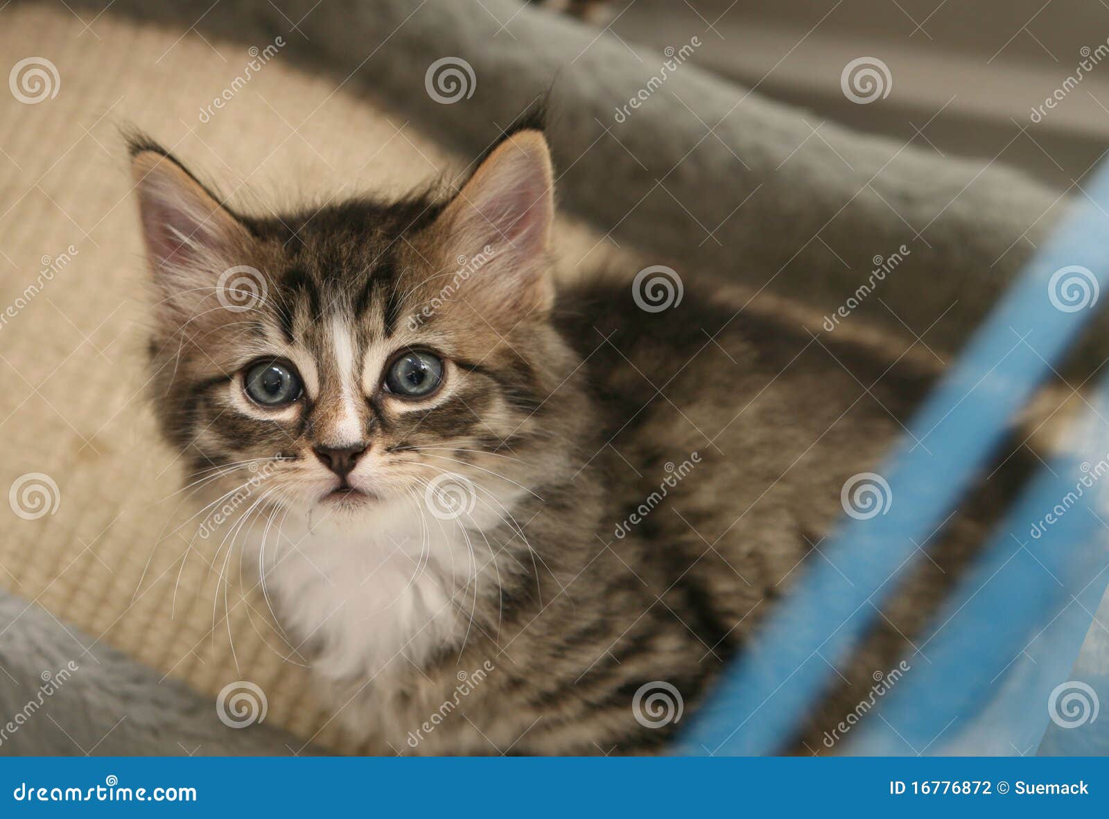 Kitten in a cage stock photo. Image of tiny, feline, cage 16776872