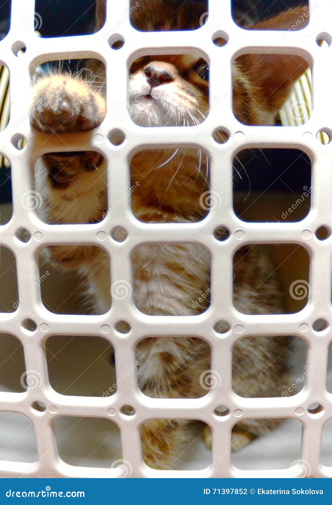 Kitten in a cage stock photo. Image of feline, animals 71397852