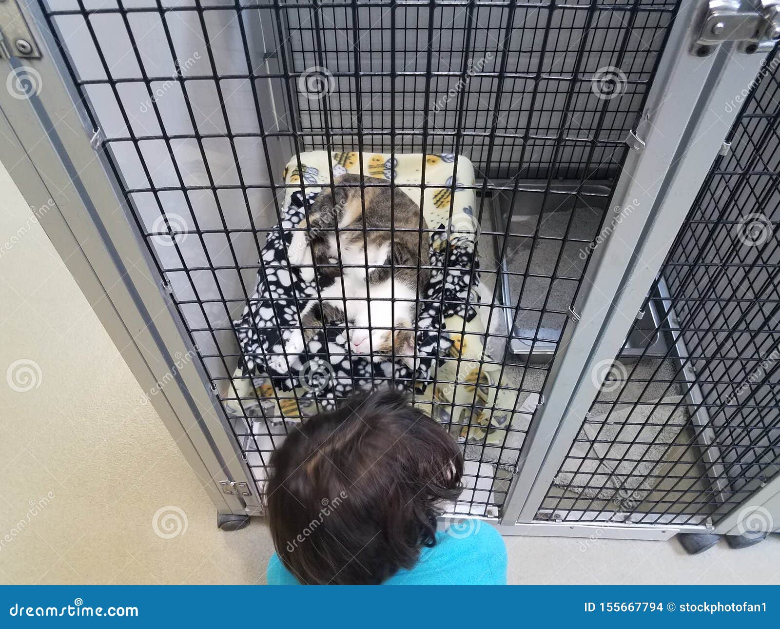 Kitten in Cage Playing with Boy Child Stock Photo Image of adoption