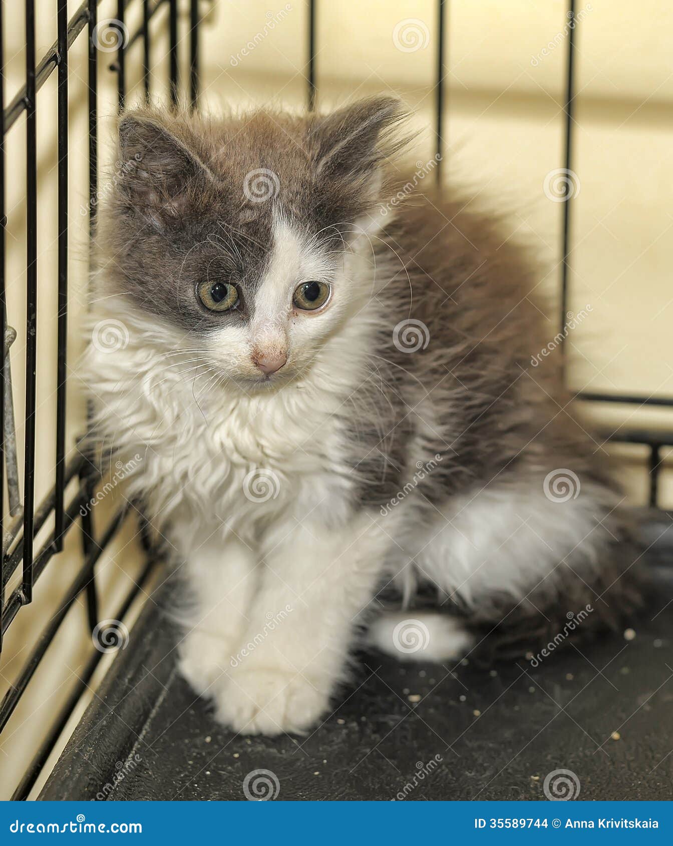 Kitten in a Cage at Shelter Stock Photo Image of abandoned, care