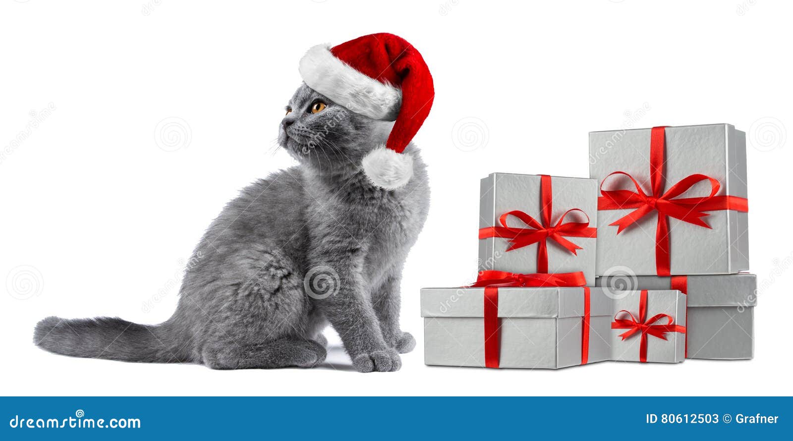 Kitten Cat Blue British Shorthair With Red White Santa Hat Gift