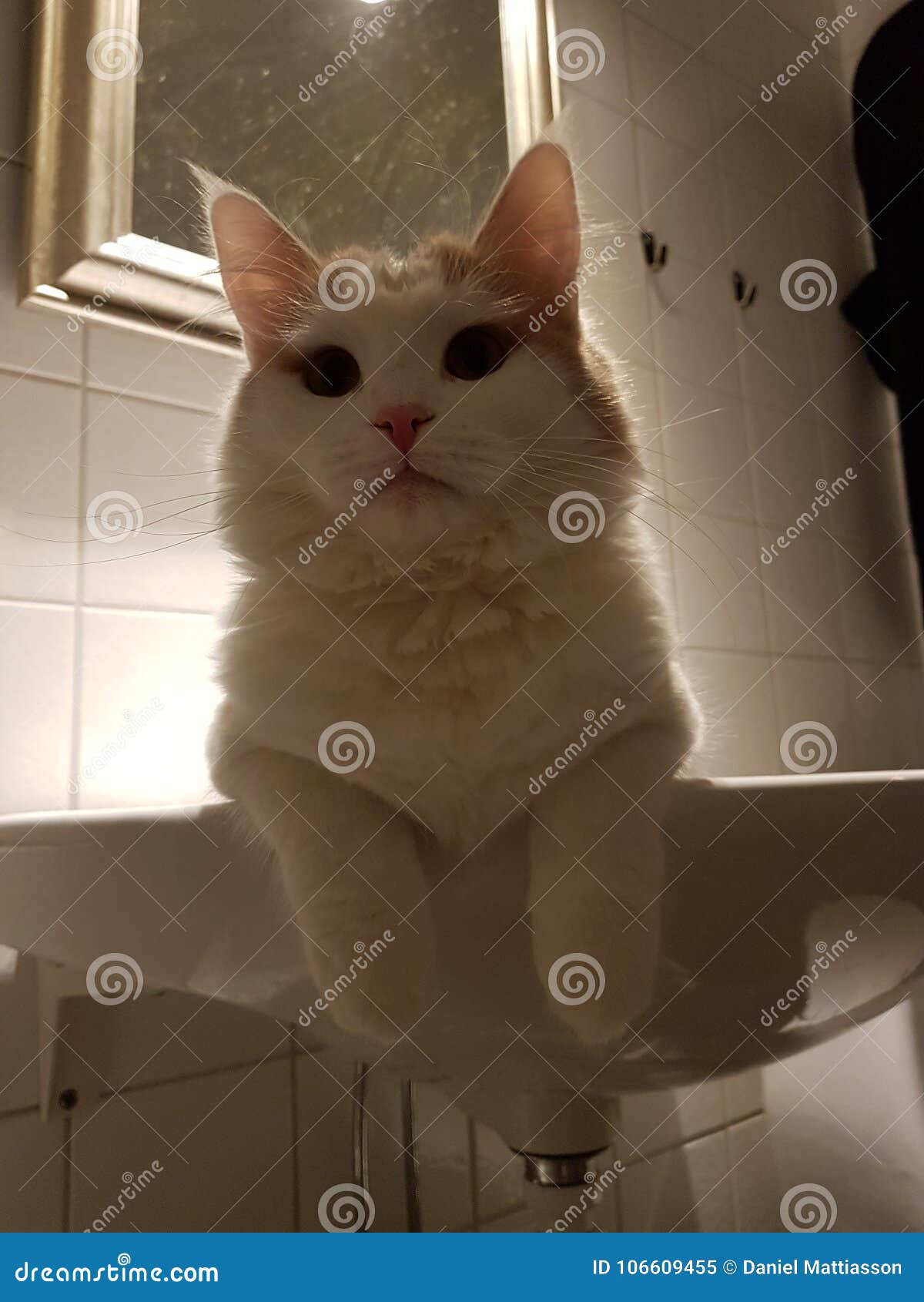 Kitten stock image. Image of cute, kitten, sink, bathroom 106609455