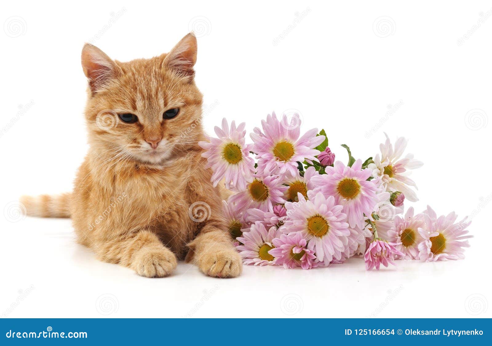 Kitten with chamomile. stock photo. Image of herbal 125166654