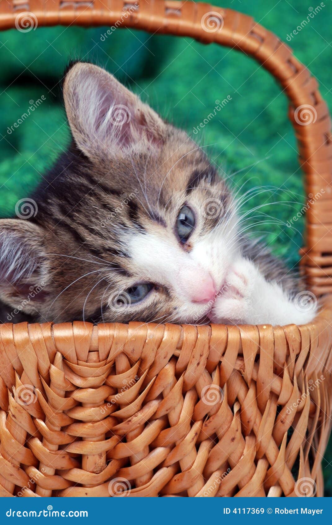Kitten chewing fingernail stock image. Image of tired 4117369