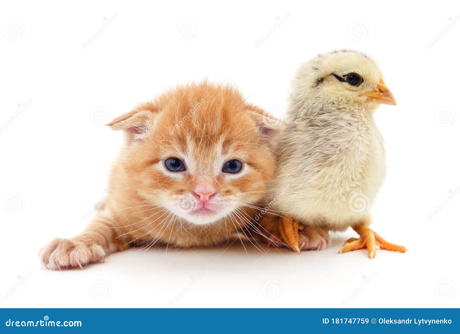 chicken for kittens