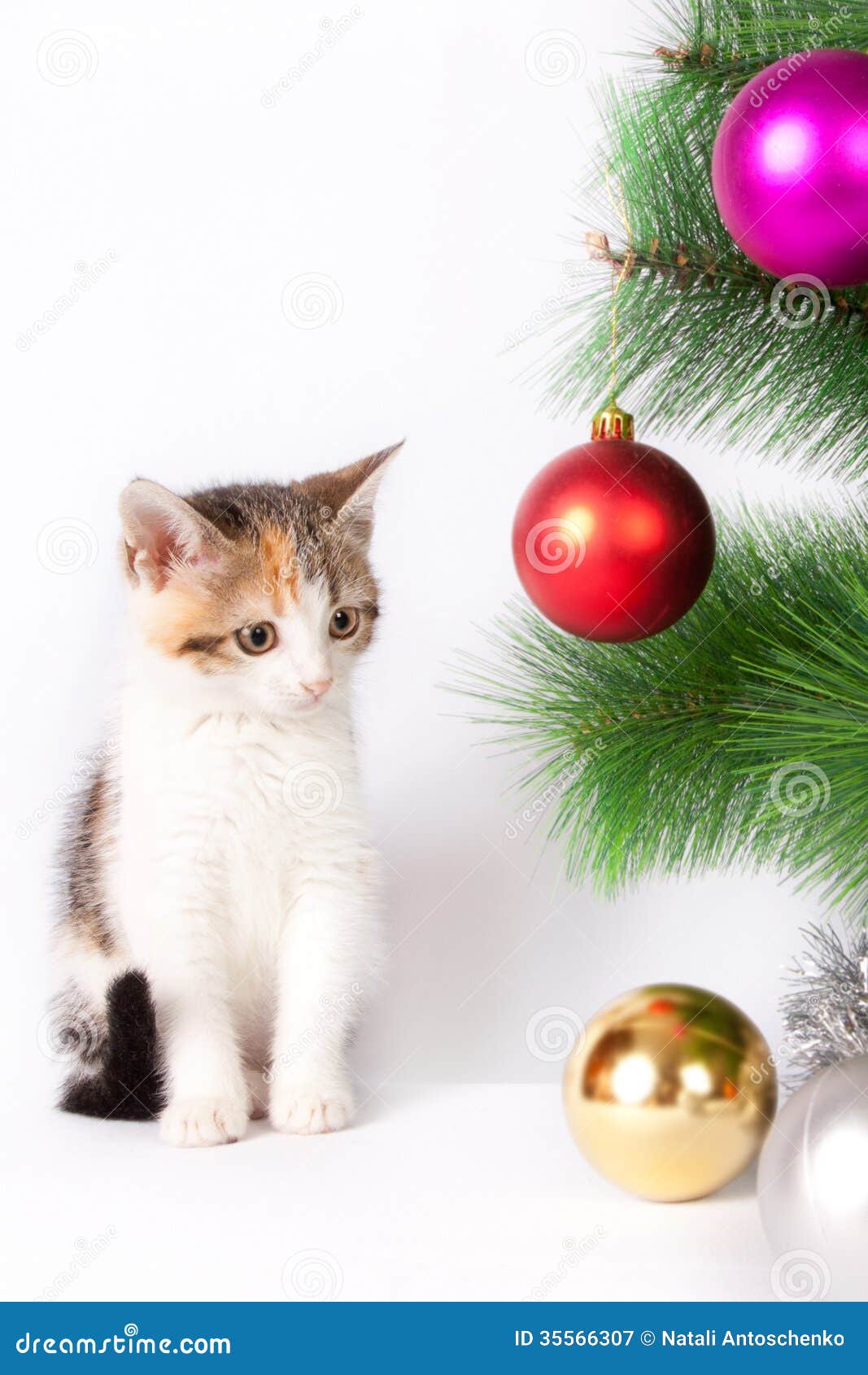 Kitten and Christmas Decorations Stock Image Image of small