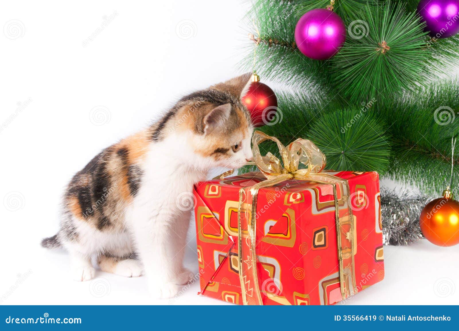 Kitten and Christmas Decorations Stock Image Image of tree, ball