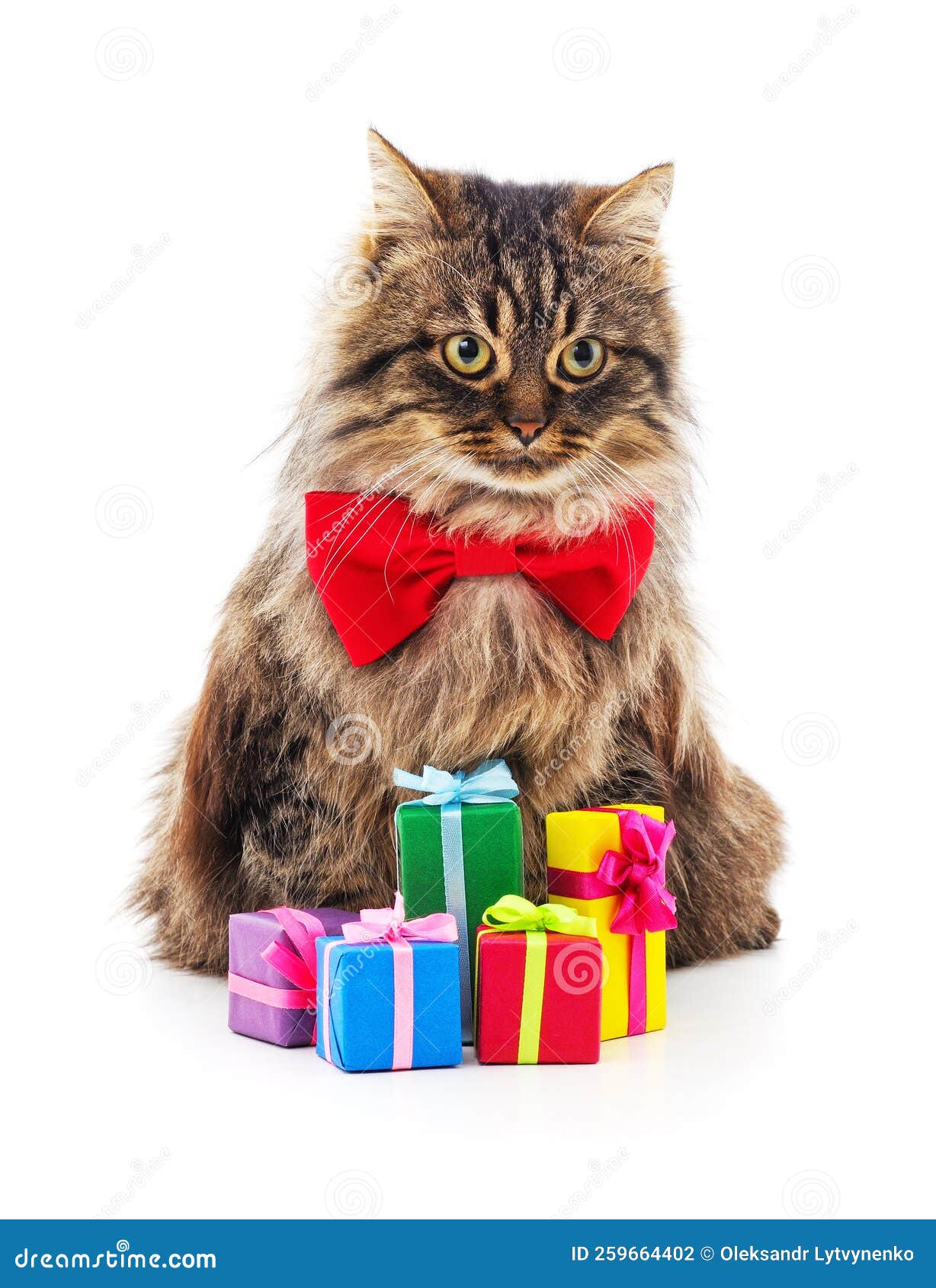Kitten and christmas gifts stock photo. Image of christmas 259664402