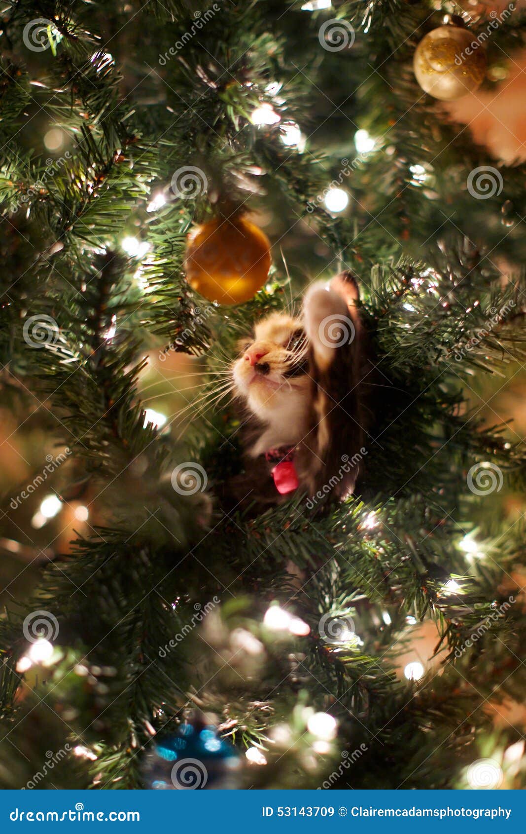 kitten christmas tree