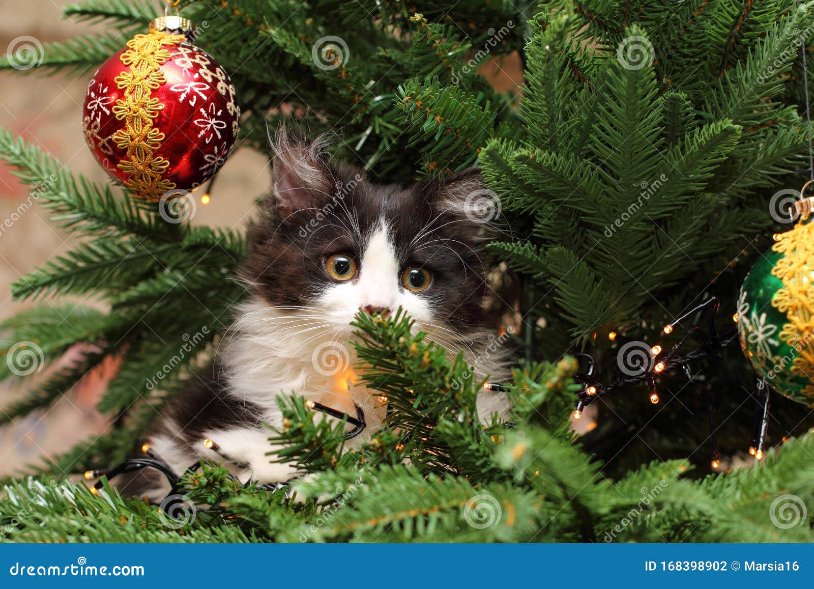 kitten climbing on a christmas tree