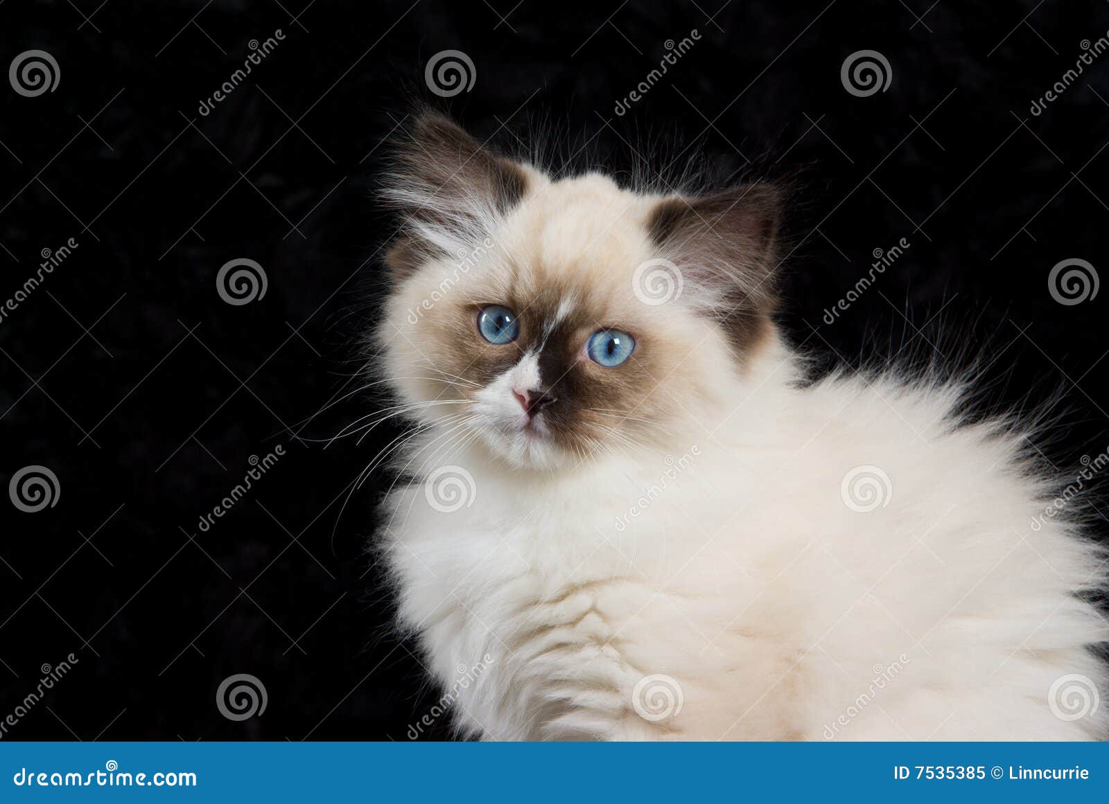 Kitten Close-up on Black Velvet Stock Image - Image of hair, curiosity ...