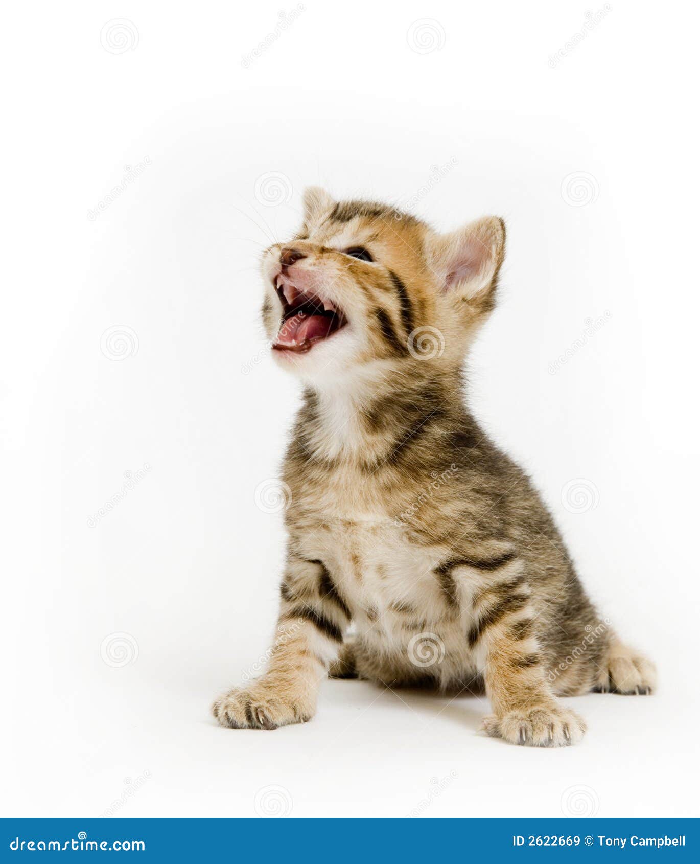 Kitten crying on white stock image. Image of watch, friend 2622669