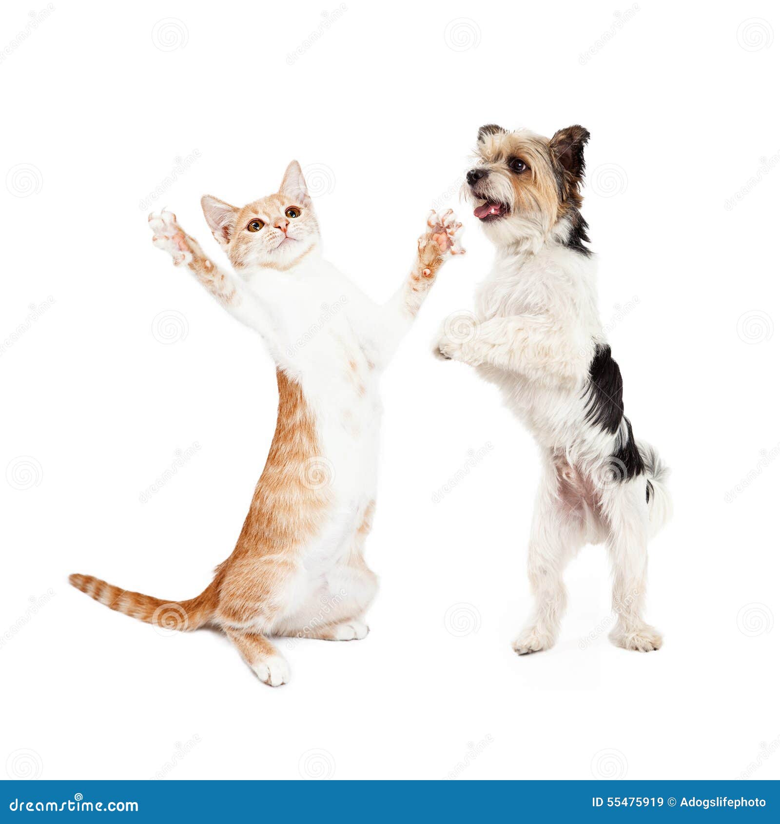 dancing dog and cat