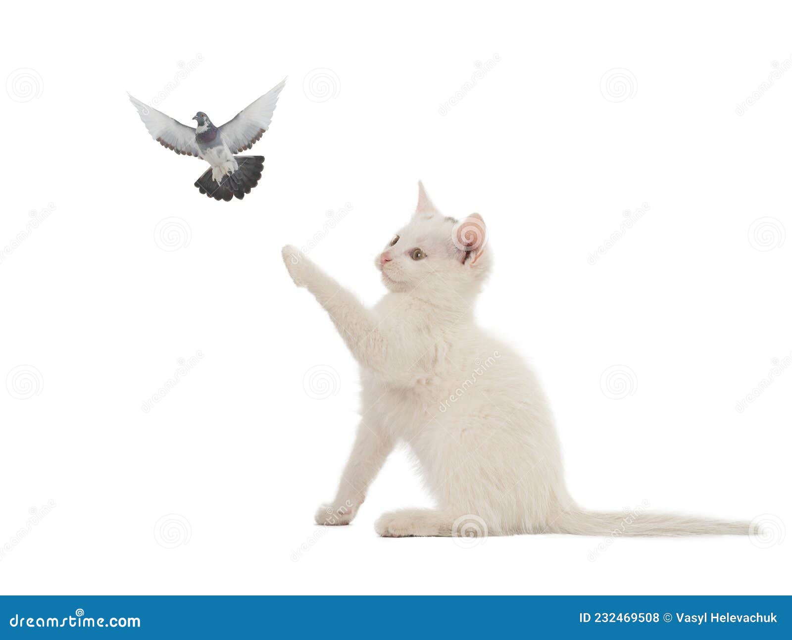 Kitten and Dove Isolated on White Background Stock Photo Image of