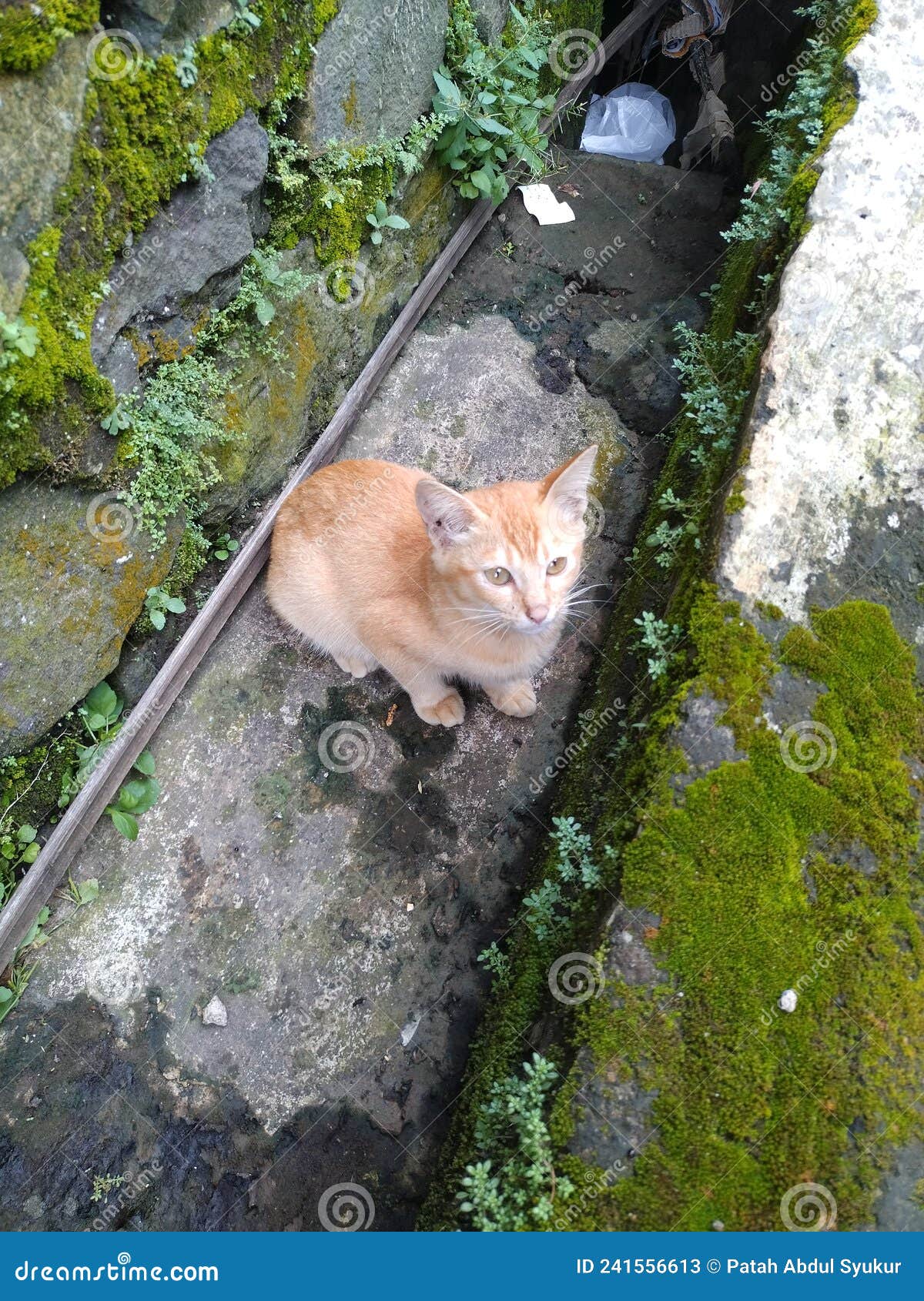 Kitten in the Drain stock image. Image of grass, leaf 241556613
