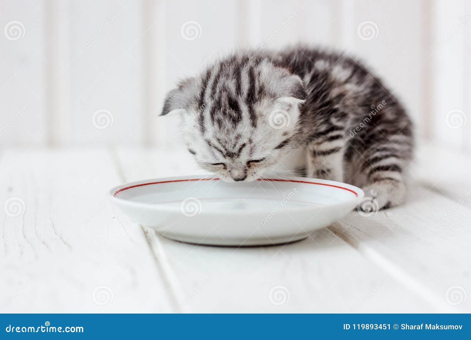 Kitten drinking water stock image. Image of kitty, british 119893451