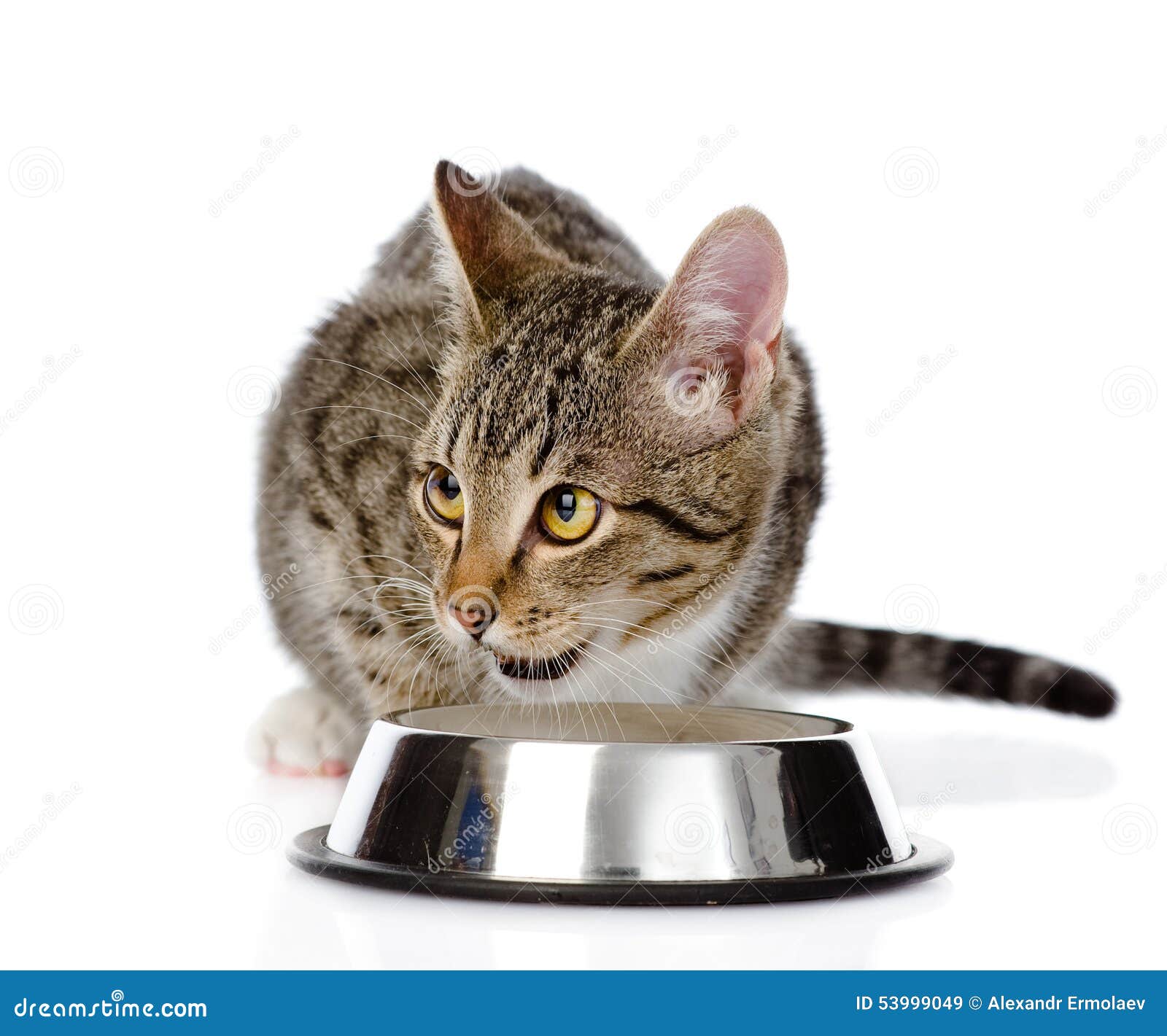 Kitten Eating Cat Food. Isolated on White Background Stock Image
