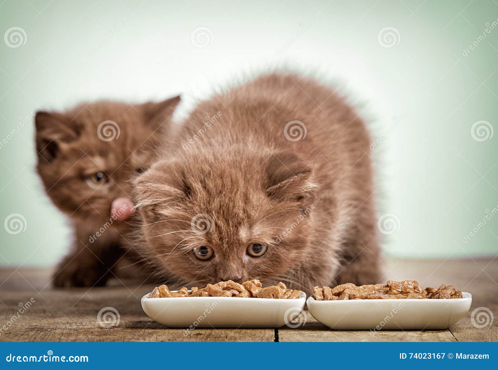 Kitten eating cats food stock image. Image of hair, wood 74023167