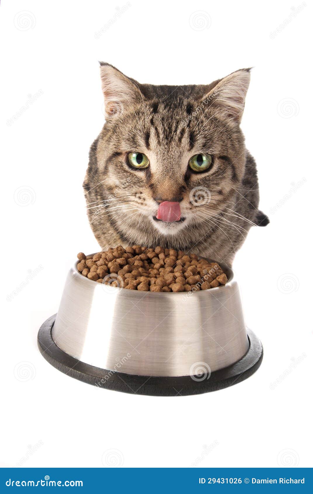 Kitten eating from dish stock photo. Image of furry, food 29431026