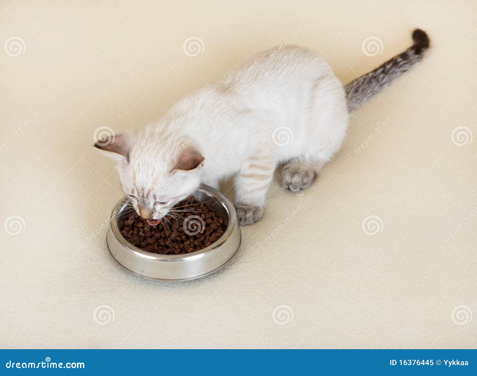 Kitten is eating dry food. stock image. Image of thai 16376445