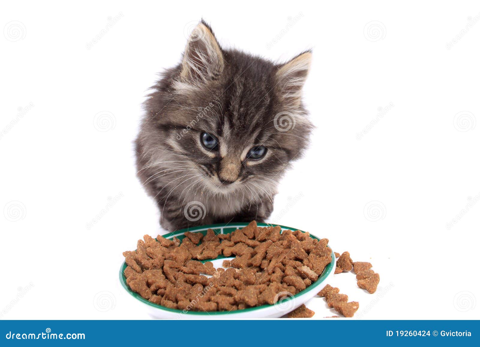 Kitten Eating Hard Food Stock Photo Image Of Furry Eating 19260424 kitten-eating-hard-food-stock-photo-image-of-furry-eating-19260424