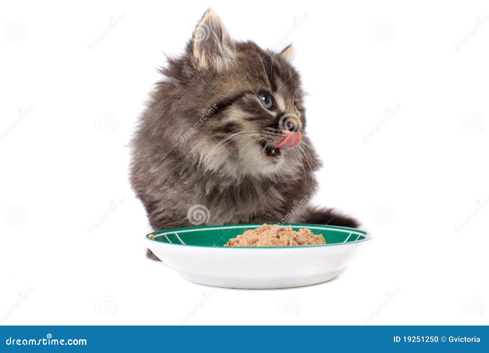 Kitten eating soft food stock photo. Image of weening - 19251250